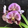 ВАНДА (VANDA Taveesuksa x Lenavat xPimchai Beauty) 